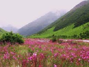 Valley of Flower National Park
